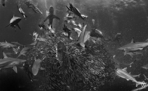 "Controlled Chaos" - Taken on the annual Sardine Run, Tra... by Allen Walker 